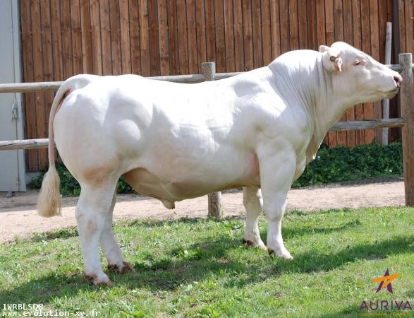 Tên đực giống: INEDIT EXC